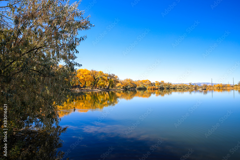 Fototapeta premium Cottonwood trees, Corn Lake in Fall, Grand Junction, Colorado