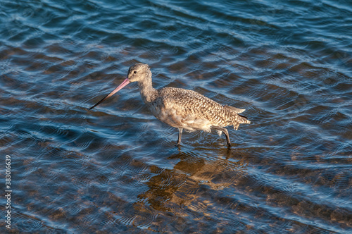 Marbled Godwit (Limosa fedoa) in Malibu Lagoon, California, USA photo