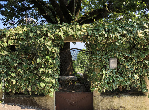Ornamental garden flowers and Istrian green motifs on public areas - Istria, Croatia / Ukrasno vrtno cvijeće i istarski zeleni motivi na javnim površinama - Istra, Hrvatska photo