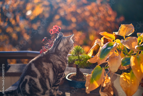 秋のベランダで紅葉狩りをする猫