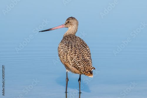 Marbled Godwit (Limosa fedoa) in Malibu Lagoon, California, USA photo