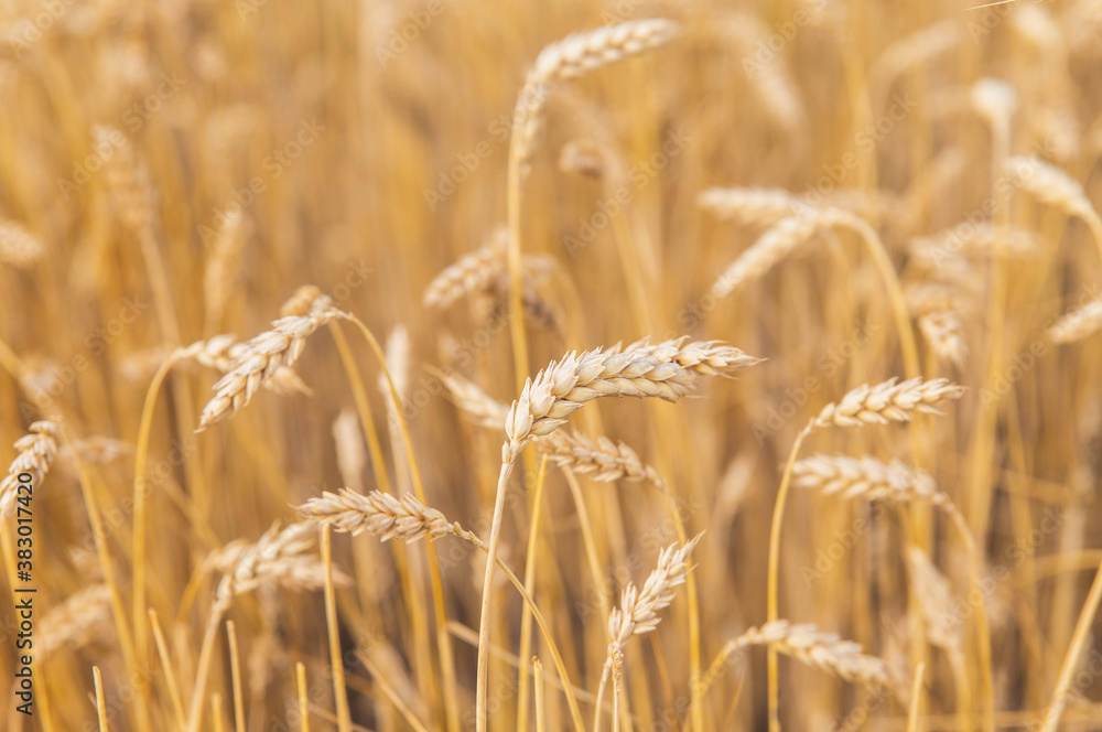 Ripe wheat field with golden color, focus in the foreground Ripe wheat field with golden color, focus in the foreground