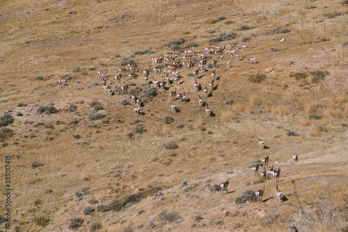 Wild deer, Wyoming