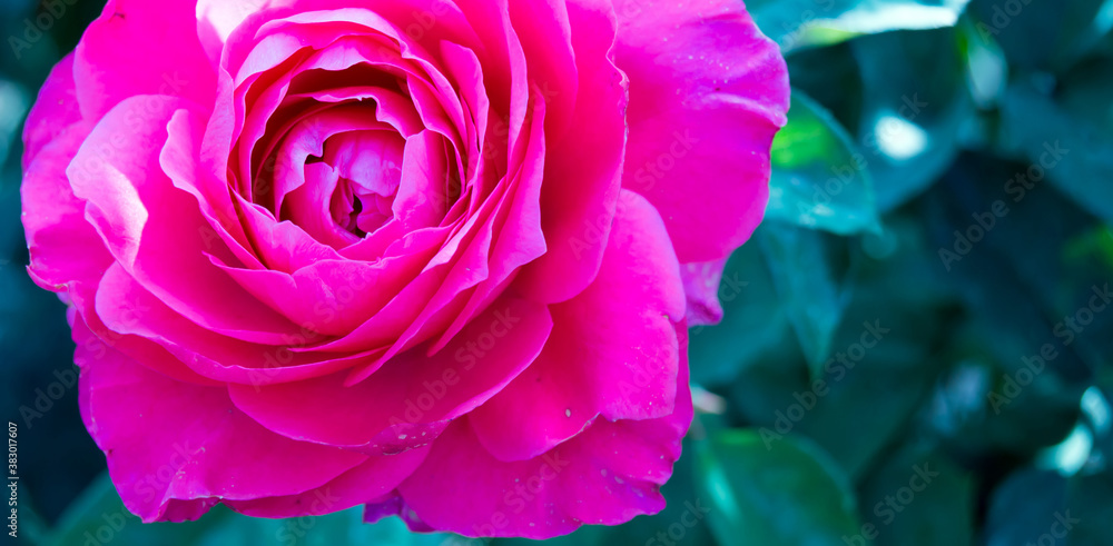 pink rose pink rose
