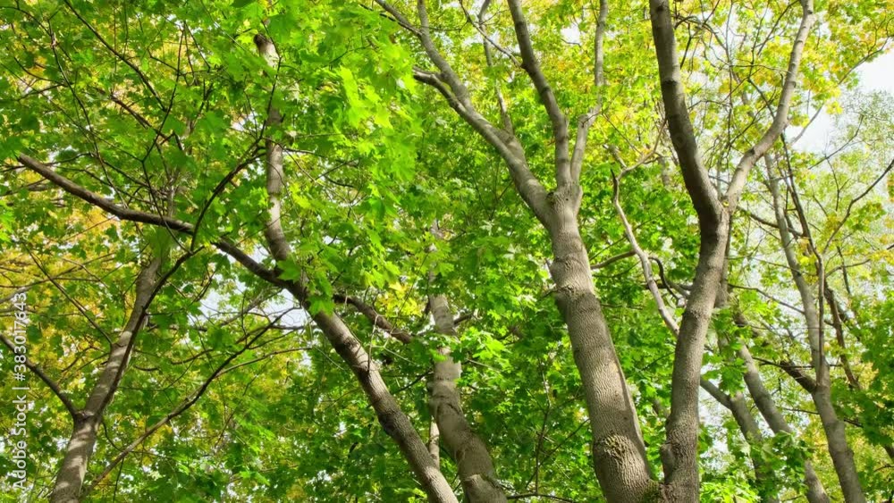 I looked up through the trees, through which the sun was shining. I looked up through the trees, through which the sun was shining.