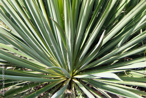 close up of palm