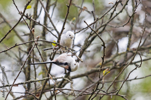 couple of cute birds sitting on the same branch