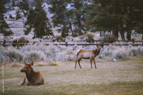 Wild deer, Fort Yellowstone, Wyoming