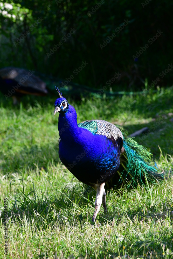 Fototapeta premium Blue peacock in the nature reserve
