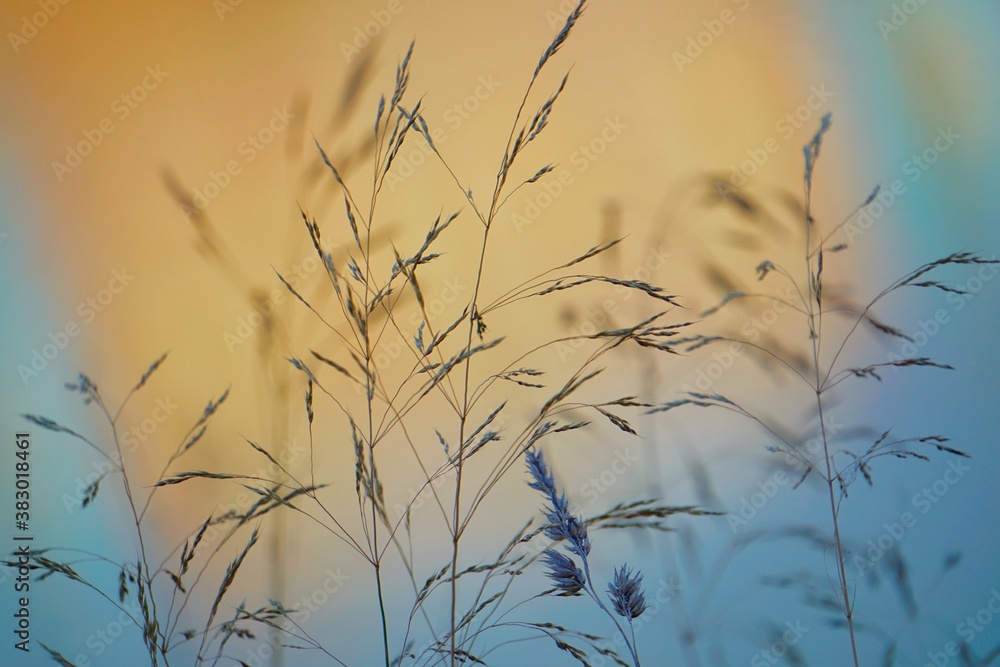 Obraz premium plants and sunset in the nature in autumn season, colorful background