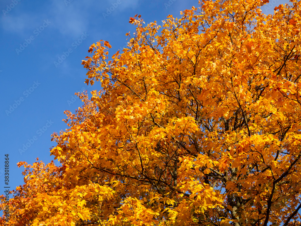 A foliage of a maple tree turned orange, with clear blue sky on a background, sunny autumn day