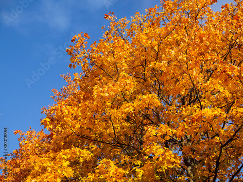 A foliage of a maple tree turned orange, with clear blue sky on a background, sunny autumn day