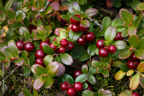 Ripe lingonberry berries closeup.