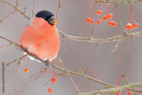 Bullfinch. Red bird in winter. Pyrrhula pyrrhula