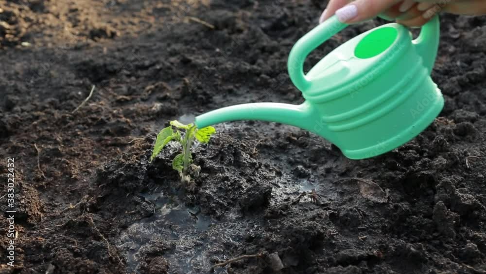 Care of the crop. Watering the garden with water. Care of the crop. Watering the garden with water.