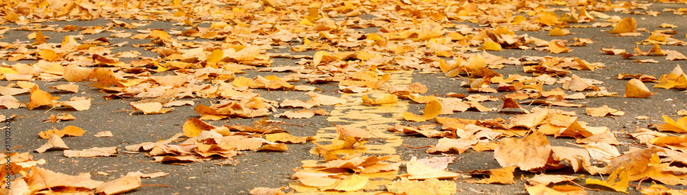 Fallen yellow autumn leaves covered the old asphalt coating. Small foliage. Plants. Autumn. View from above. Background. Texture. Banner. Copy space for text. Fallen leaves Fallen yellow autumn leaves covered the old asphalt coating. Small foliage. Plants. Autumn. View from above. Background. Texture. Banner. Copy space for text. Fallen leaves