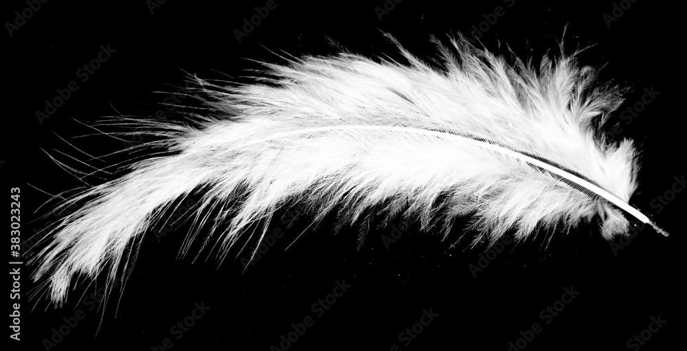 Obraz premium Real photo of feathers, white feathers in black background