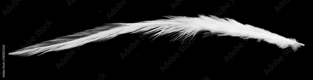 Obraz premium Real photo of feathers, white feathers in black background