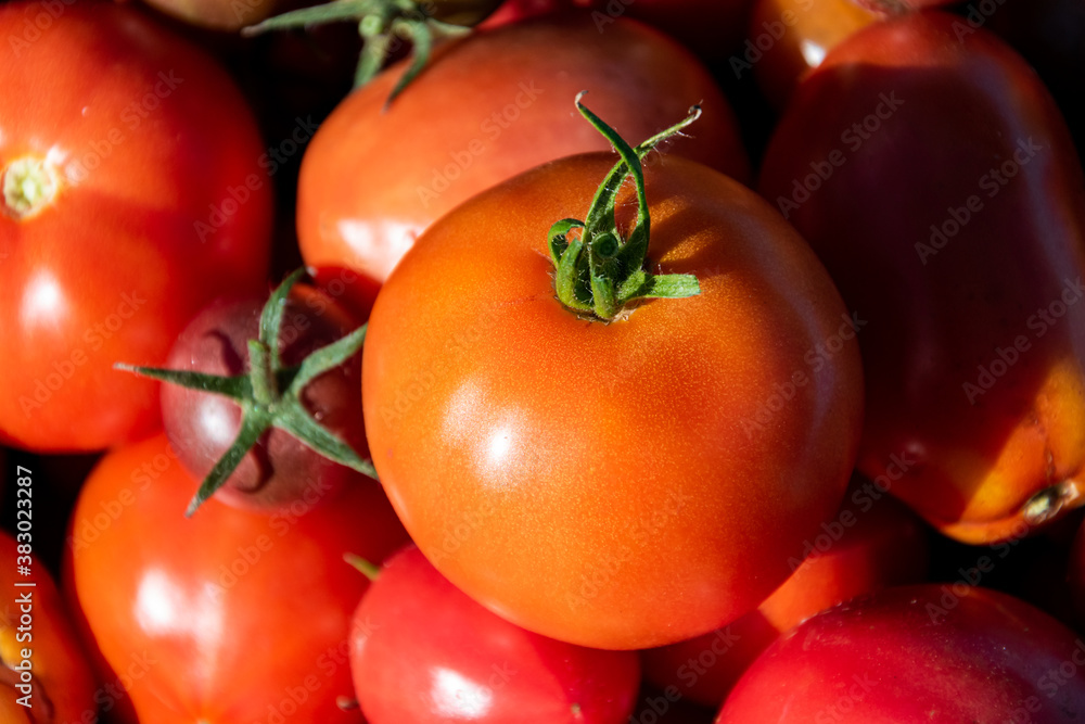 Harvesting. Close up of grown in greenhouse different varieties of tomatoes. Harvesting. Close up of grown in greenhouse different varieties of tomatoes.