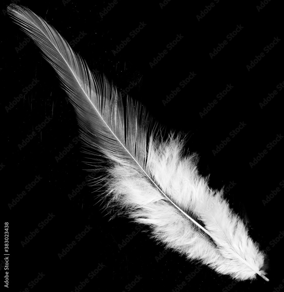 Obraz premium Real photo of feathers, white feathers in black background