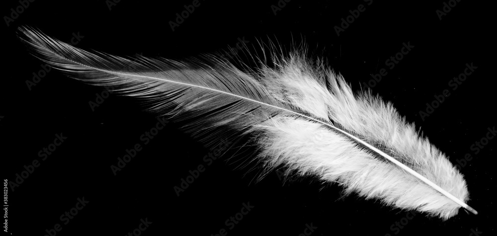 Obraz premium Real photo of feathers, white feathers in black background