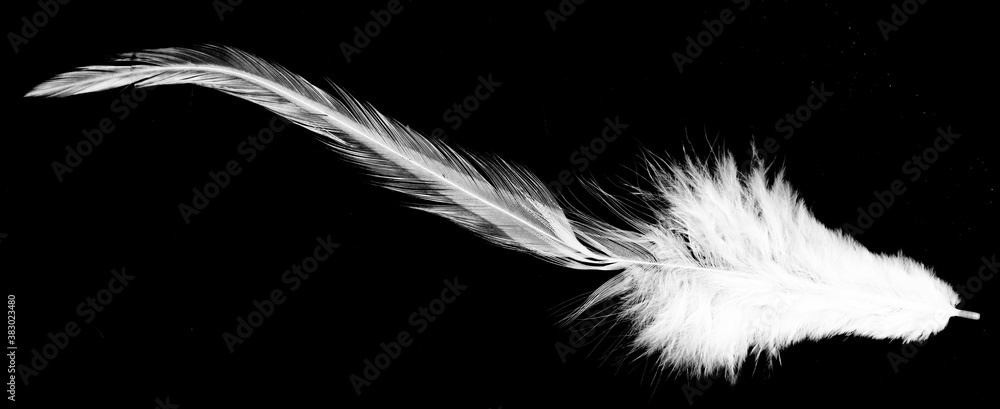 Obraz premium Real photo of feathers, white feathers in black background