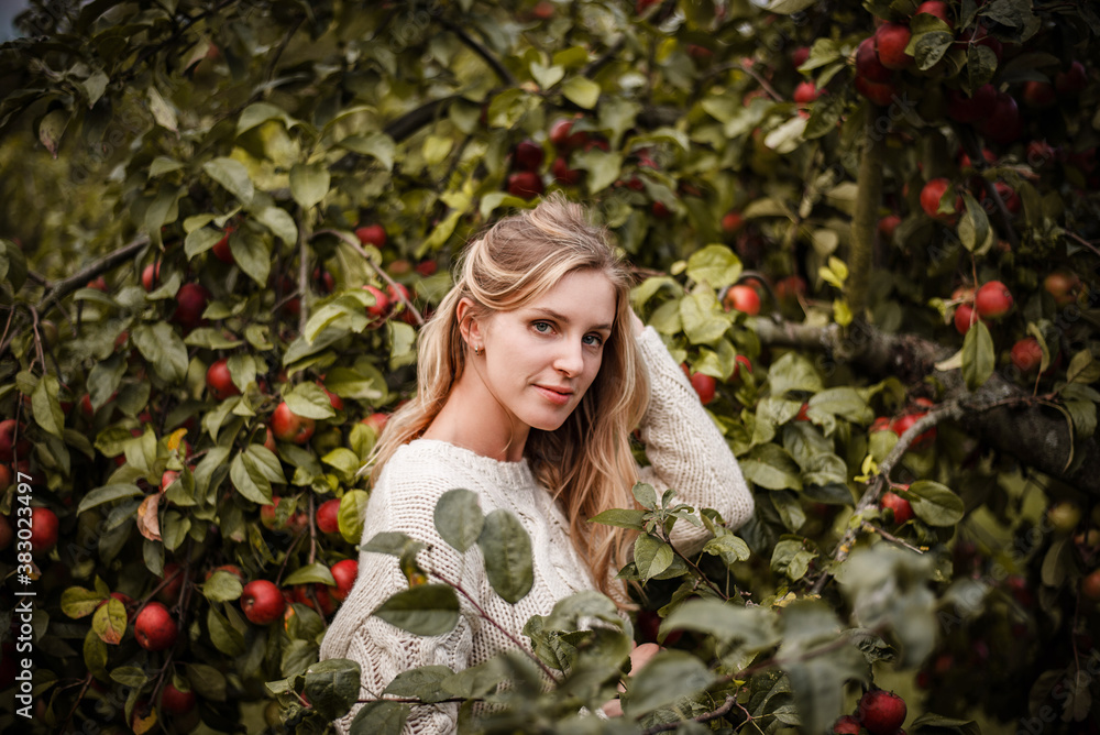Autumn outdoor portrait of blonde woman in cozy sweater posing between branches full of red apples