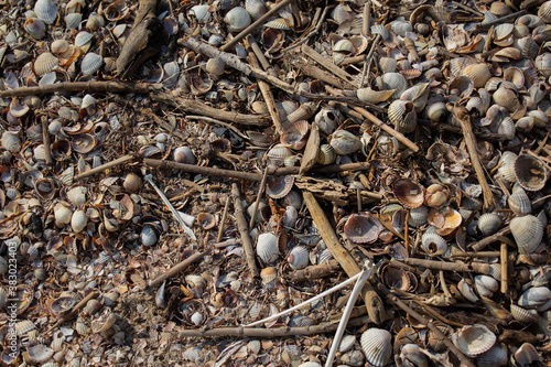 small plastic garbage among many small multicolored blue pink purple river shells and sticks lies in the sand on the Baltic sea coast, pattern