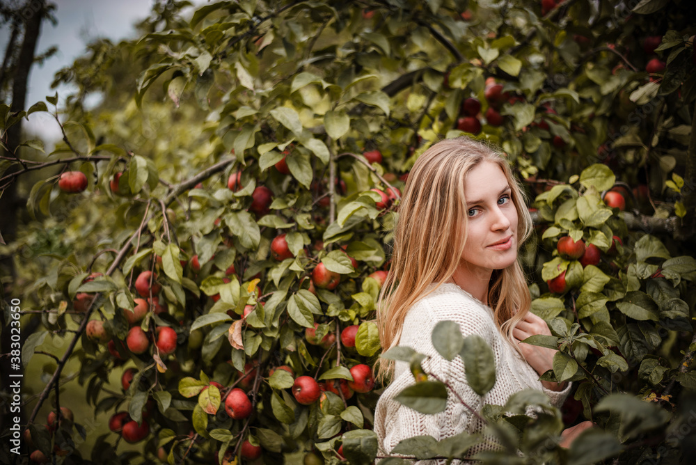 Natural outdoor portrait of blonde woman in cozy sweater posing between branches full of red apples on a warm evening Natural outdoor portrait of blonde woman in cozy sweater posing between branches full of red apples on a warm evening