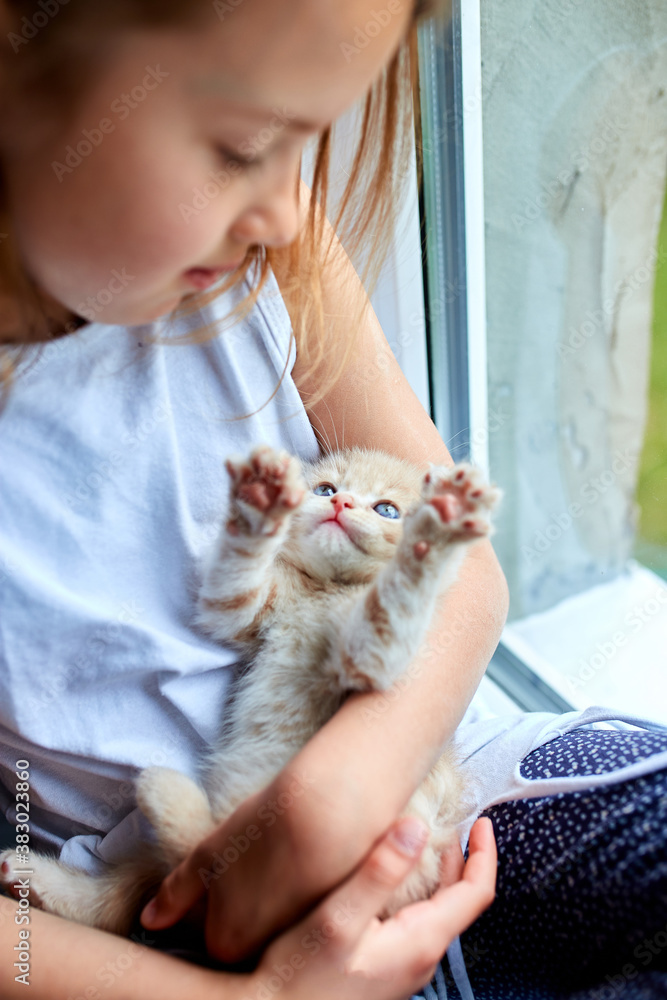 The child girl plays with a British little playful kitten at home near the window. The child girl plays with a British little playful kitten at home near the window.