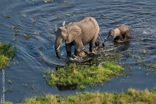 Tableau sur toile Elephant calf walking behind her mother in the Okavango delta