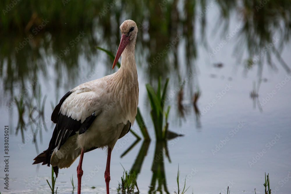 Fototapeta premium Storks in spring in Aiguamolls De L'Emporda Nature Reserve, Spain