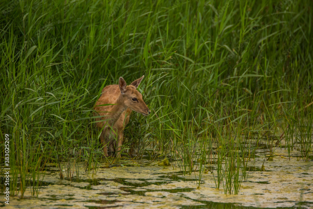 Fallow deer in Aiguamolls De L'Emporda Nature Reserve, Spain Fallow deer in Aiguamolls De L'Emporda Nature Reserve, Spain