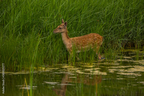 Fototapeta Naklejka Na Ścianę i Meble -  Fallow deer in Aiguamolls De L'Emporda Nature Reserve, Spain