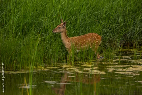 Obraz Fallow deer in Aiguamolls De L'Emporda Nature Reserve, Spain