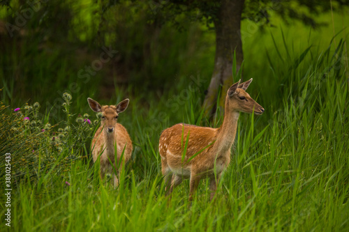 Fototapeta Naklejka Na Ścianę i Meble -  Fallow deer in Aiguamolls De L'Emporda Nature Reserve, Spain