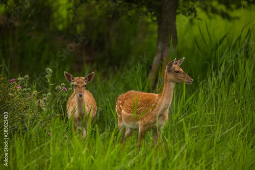 Obraz Fallow deer in Aiguamolls De L'Emporda Nature Reserve, Spain