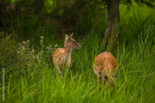 Fototapeta Naklejka Na Ścianę i Meble -  Fallow deer in Aiguamolls De L'Emporda Nature Reserve, Spain