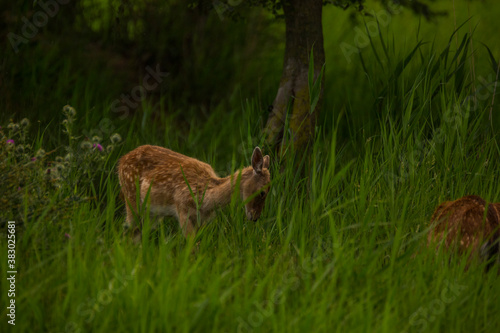 Fototapeta Naklejka Na Ścianę i Meble -  Fallow deer in Aiguamolls De L'Emporda Nature Reserve, Spain