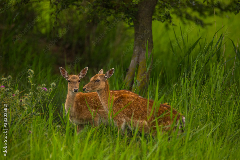 Fallow deer in Aiguamolls De L'Emporda Nature Reserve, Spain Fallow deer in Aiguamolls De L'Emporda Nature Reserve, Spain