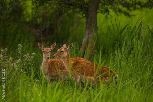 Fototapeta Naklejka Na Ścianę i Meble -  Fallow deer in Aiguamolls De L'Emporda Nature Reserve, Spain