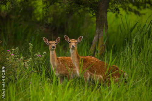 Fototapeta Naklejka Na Ścianę i Meble -  Fallow deer in Aiguamolls De L'Emporda Nature Reserve, Spain