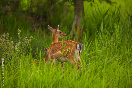 Fototapeta Naklejka Na Ścianę i Meble -  Fallow deer in Aiguamolls De L'Emporda Nature Reserve, Spain