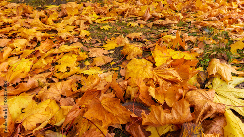 Autumn background with fallen yellow maple leaves on ground