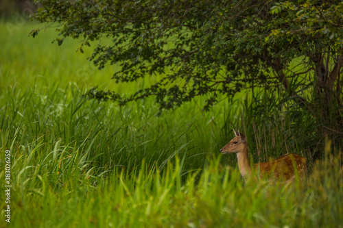 Fallow deer in Aiguamolls De L'Emporda Nature Reserve, Spain © Alberto Gonzalez 