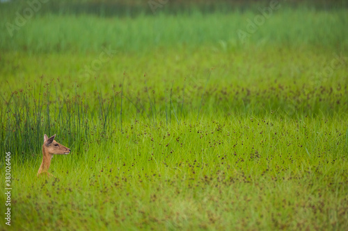 Fototapeta Naklejka Na Ścianę i Meble -  Fallow deer in Aiguamolls De L'Emporda Nature Reserve, Spain