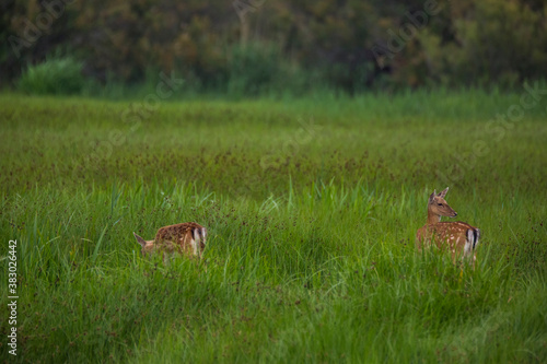Fototapeta Naklejka Na Ścianę i Meble -  Fallow deer in Aiguamolls De L'Emporda Nature Reserve, Spain