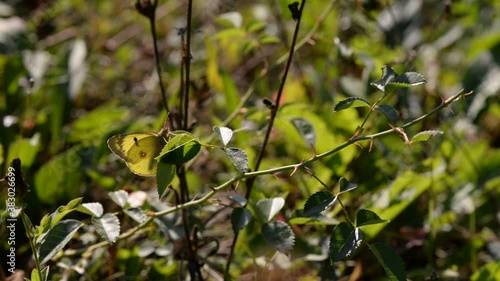 Pyrisitia lisa sitting on the green grass in summer time. an yellow butterfly in the sunlight photo