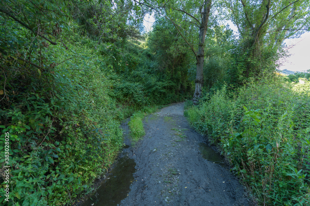 dirt road between bushes and trees dirt road between bushes and trees
