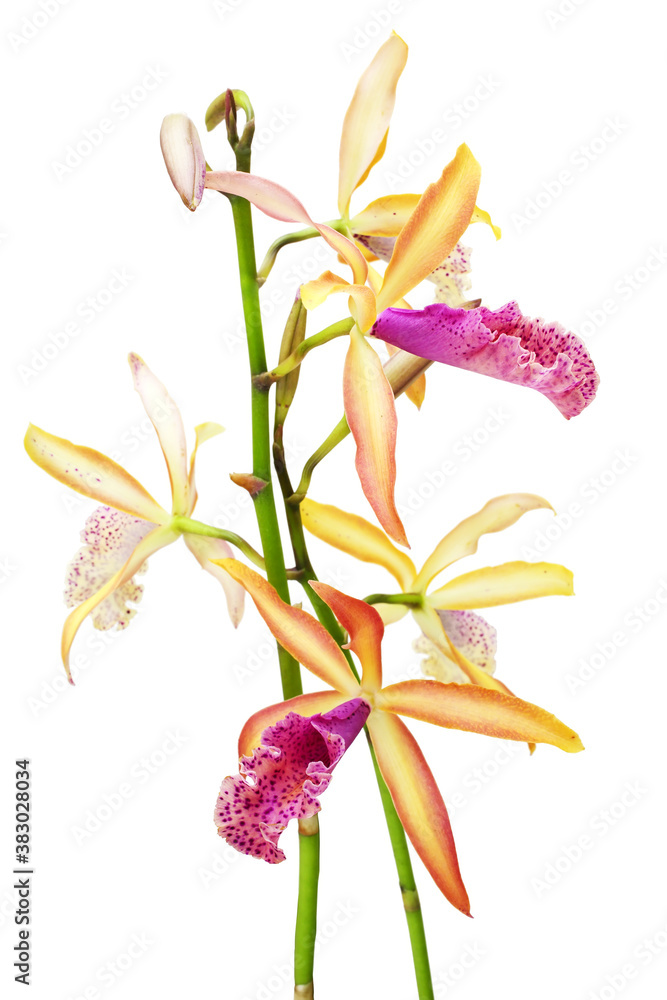 Fototapeta premium Orchids (Cattleya Recchara Frances Fox) flowers isolated on a white background